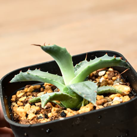 アガベ ハイブリット "魅子" (特白肌怒雷神×血妖) 【台湾huplants2010産/子株販売】RF25011827