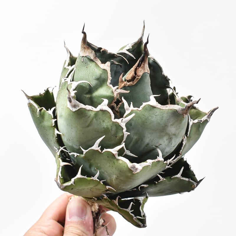 アガベ チタノタ “ボールタイプ白鯨” 【台湾 dragon agave産/発根済み