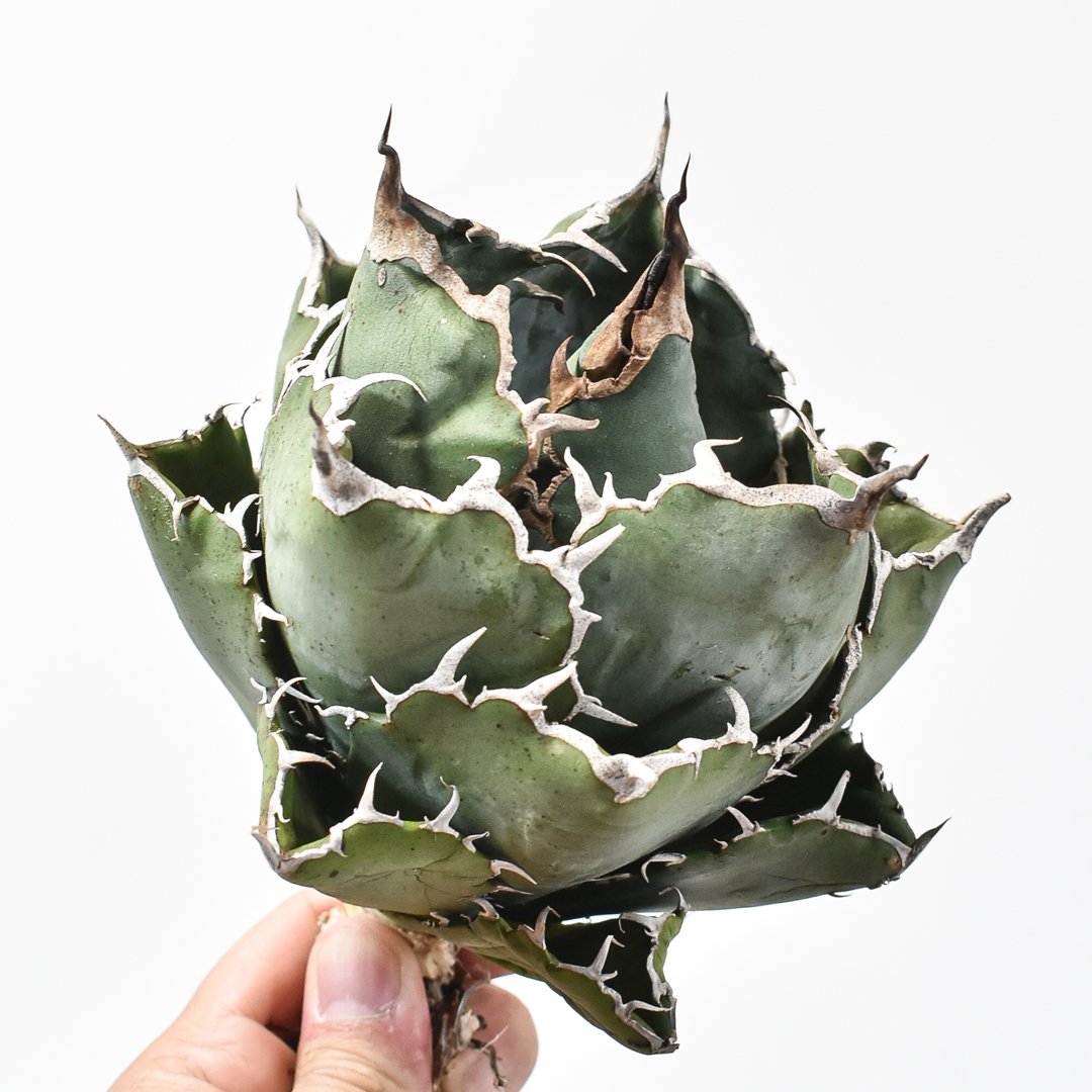 アガベ チタノタ “ボールタイプ白鯨” 【台湾 dragon agave産/発根済み