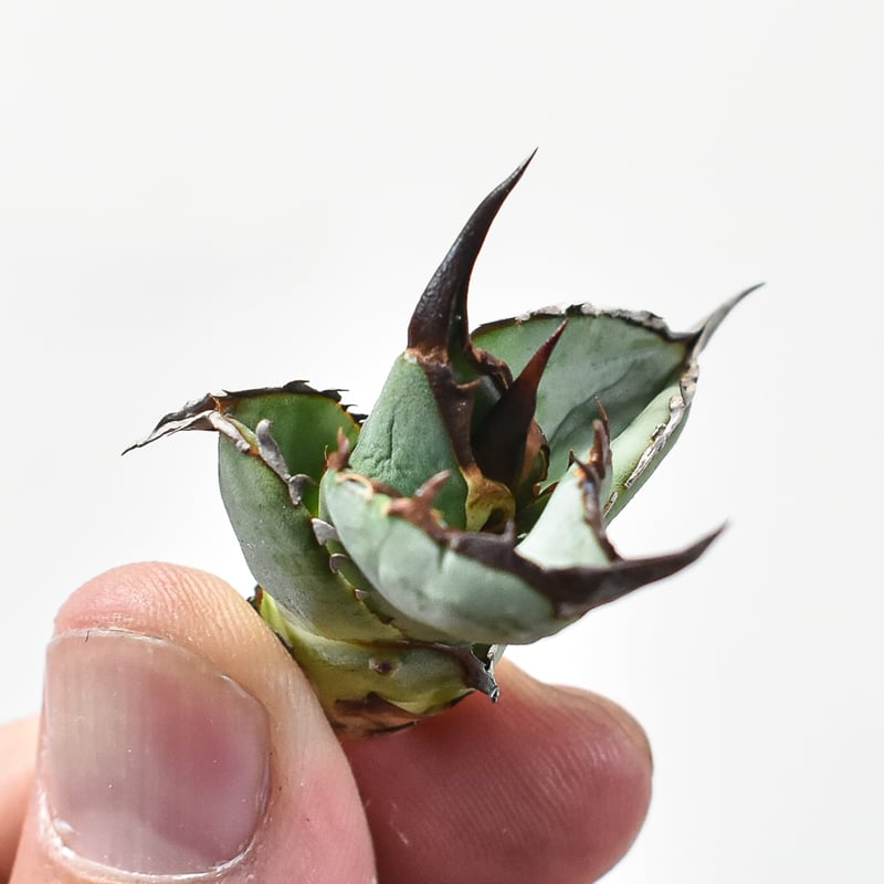 アガベ　チタノタ　dennisB05 子株　青犀牛　デニスタグ付き アガベ チタノタ DENNIS B05 【台湾DENNIS産/発根済み/子株】DN24028