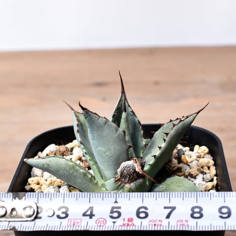 アガベ ハイブリット （パラサナ、イシスメンシス）× 曙光【台湾botanical_seeker産】D RF25011564