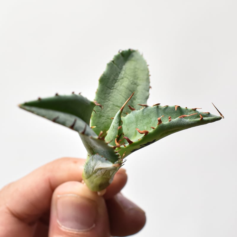 アガベ ハイブリット 