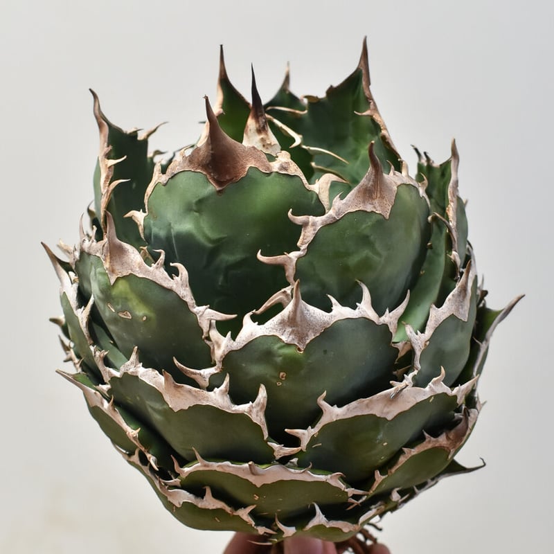 アガベ チタノタ オテロイ 