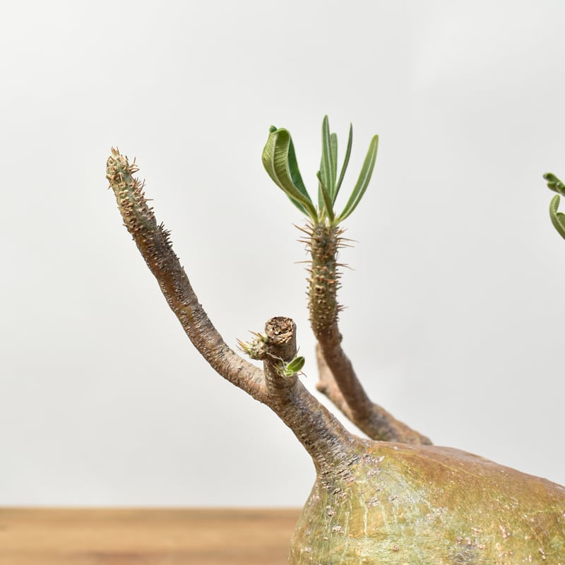 パキポディウム グラキリス 【発根済み】RFKN25010869 | RAFLUM