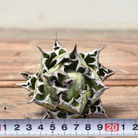 アガベ チタノタ "精品黒鯨" 【台湾 dragon agave産/抜き苗/中株】