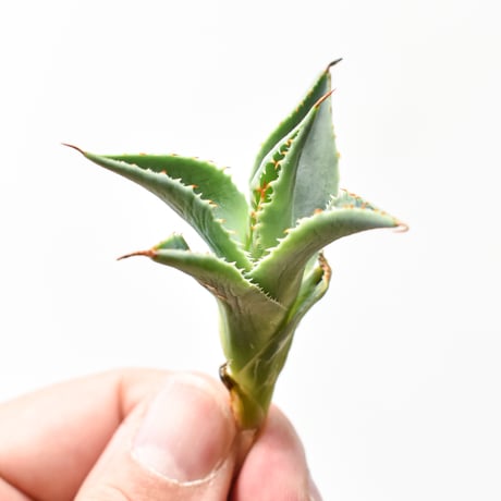 アガベ ハイブリット "A34" (特白肌怒雷神×妖炎) 【台湾huplants2010産/子株販売】