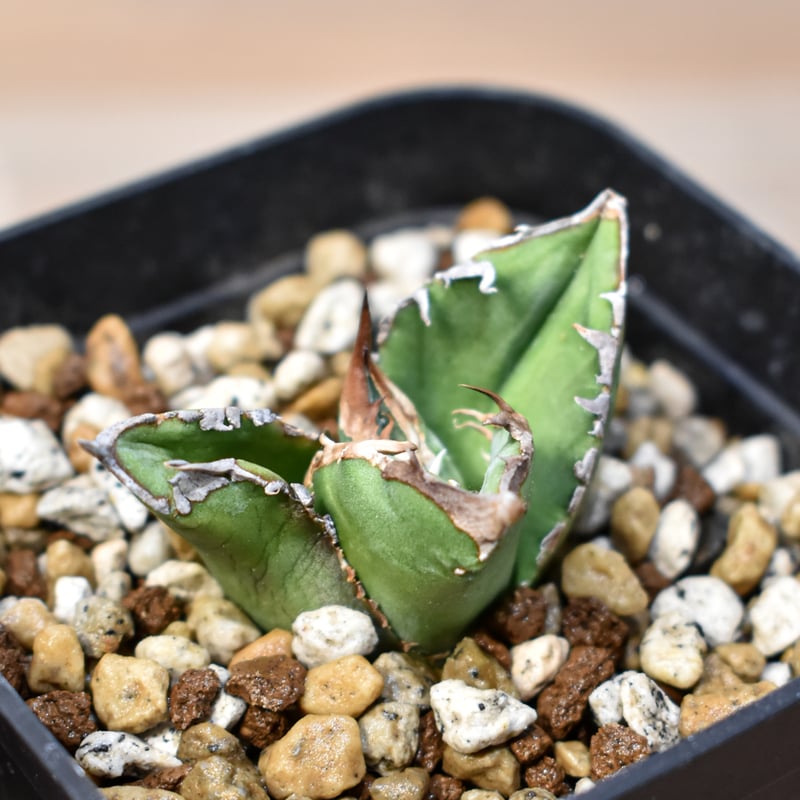 アガベ チタノタ 