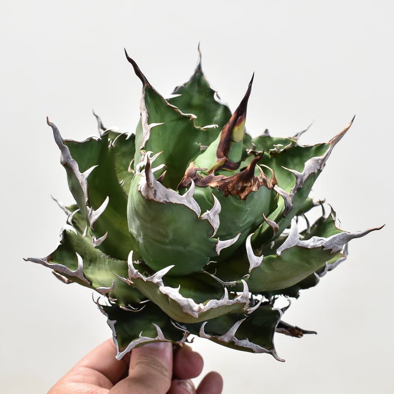 アガベ チタノタ 