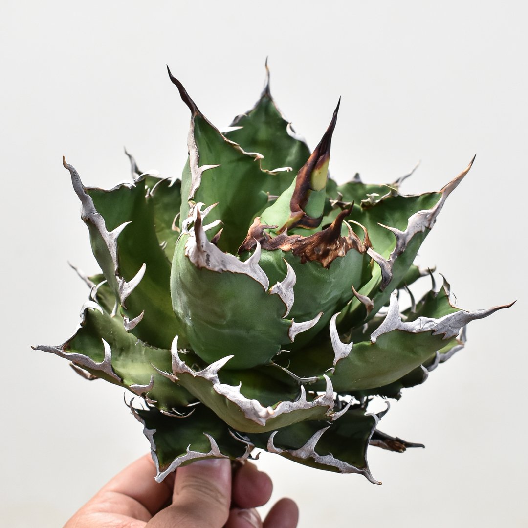 アガベ チタノタ 