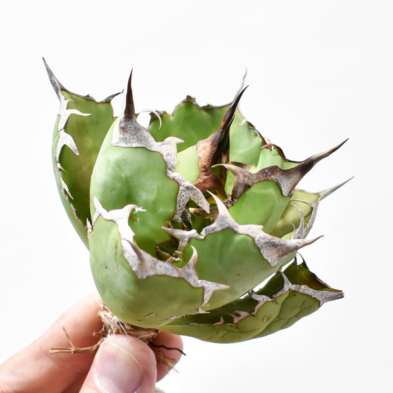 アガベ チタノタ 