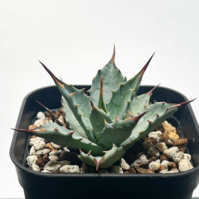 アガベ hybrid イシスメンシス×エボリスピナ/甲蟹X妖炎 【台湾 dragon