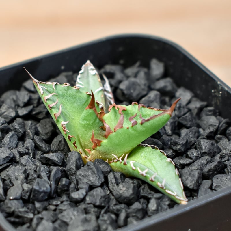 アガベ Dennis hybrid ホリダ×鬼爪（026） 