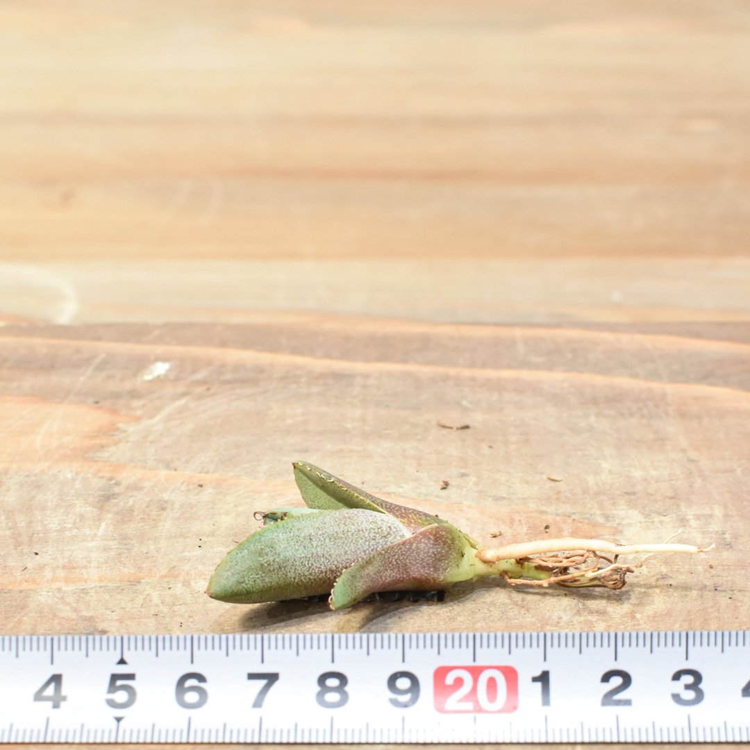 アガベ チタノタ 