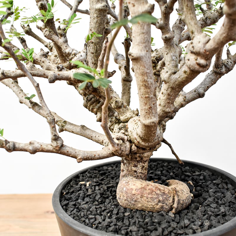 センナメリディオナリス大株(現地球・発根済) 【公式通販】