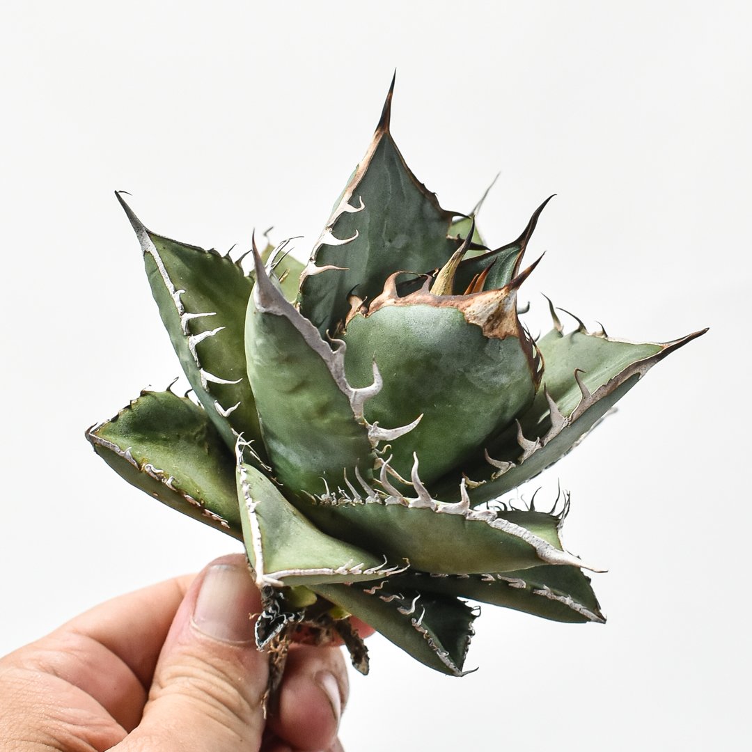 国内実生最高峰】アガベ オテロイ【OSPセレクト株 / 抜き苗