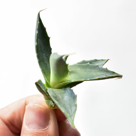 アガベ ハイブリット "邪霊" (特白肌怒雷神×血妖) 【台湾botanical_seeker産】RF25011589