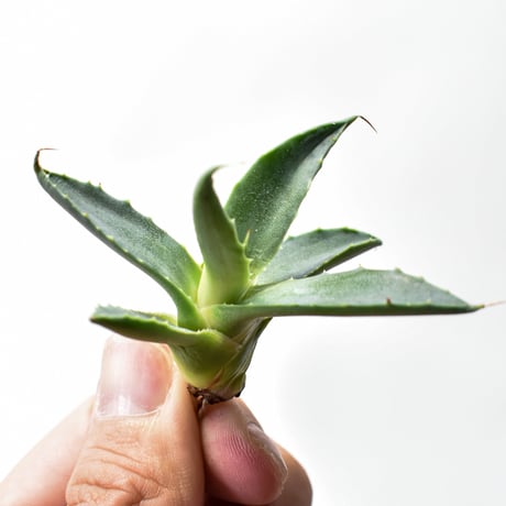 アガベ ハイブリット "邪霊" (特白肌怒雷神×血妖) 【台湾botanical_seeker産】RF25011590