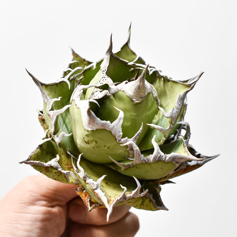 アガベ チタノタ 精品老シーザー / 精品老凱撒 【台湾 dragon agave産