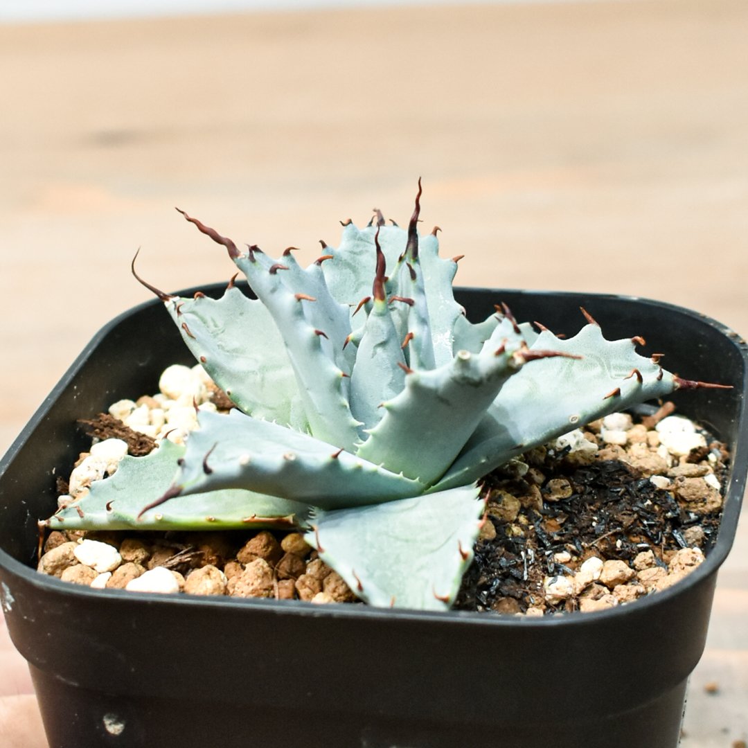 アガベ ハイブリット 雲虎甲蟹×象牙妖炎(モコイシス×陽炎エボリ