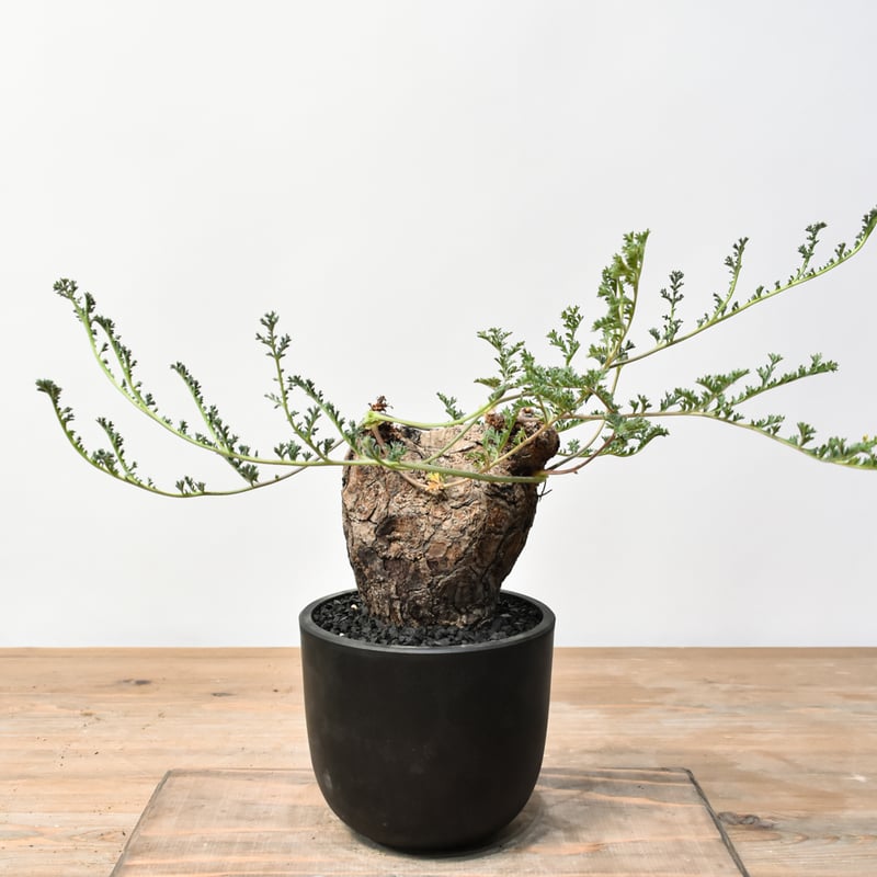 ペラルゴニウム トリステ RFHK25011530 | RAFLUM / ラフラム｜東京、大