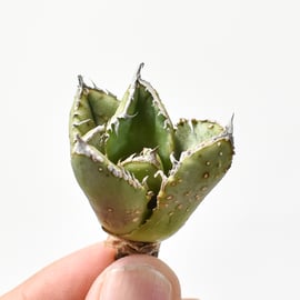 台湾産　アガベ　ブツブツ　麻花　中株 Agave titanota