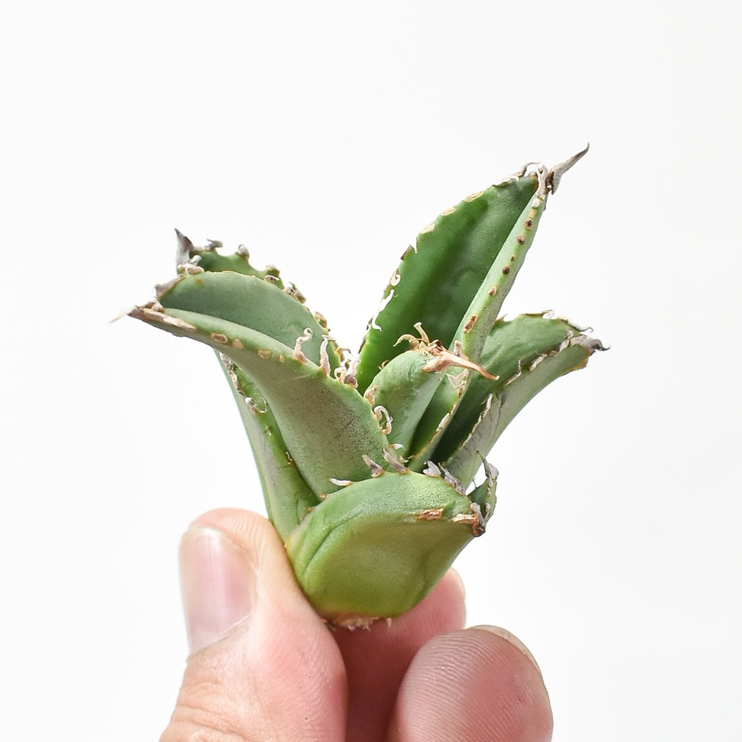 アガベ チタノタ ゴジラ 