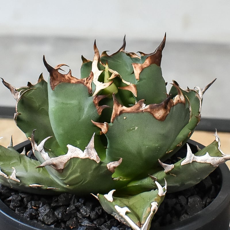 アガベ チタノタ ドワーフ 