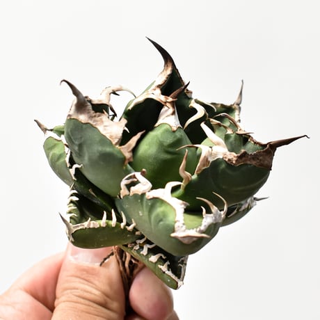 アガベ チタノタ 精品南アフリカダイヤモンド  "精品SAD" 【台湾 dragon agave産/中株/抜き苗】B RF25011910