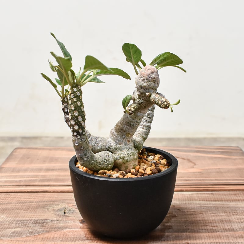 ドルステニア フォエチダ【発根済み】GM2401747(T) | RAFLUM / ラフラム