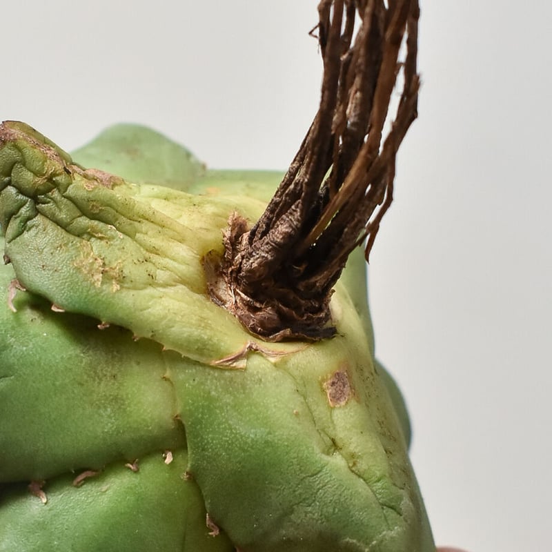 アガベ チタノタ 