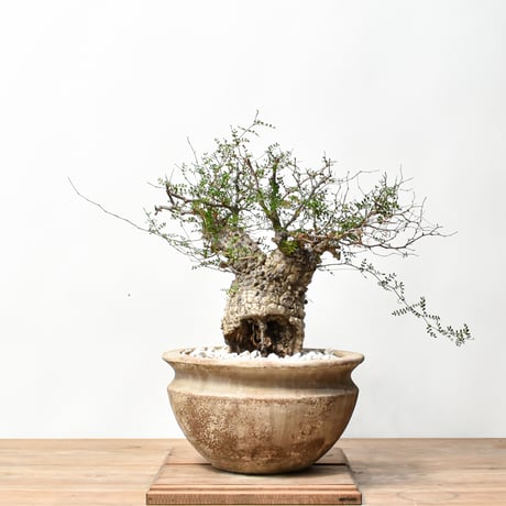 本日限定値下げ！！オペルクリカリア　パキプス　白肌二股タイプ　発根済み 　現地球 RAFLUMコレクション】オペルクリカリア パキプス 【現地球/発根