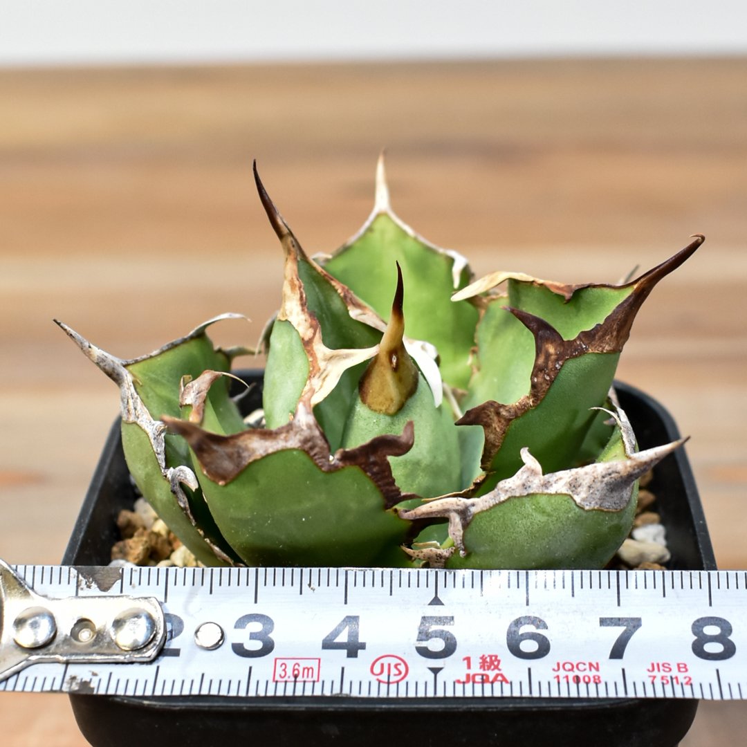 アガベ チタノタ 