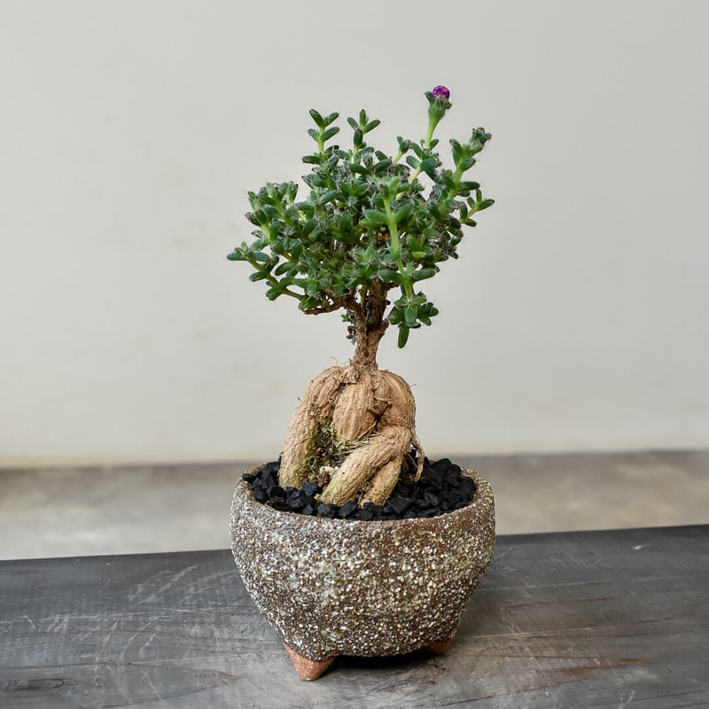 確認用見本 長谷川園芸姫紅小松　トリコディアデマ・ブルボスム　トトロの盆栽風 トリコディアデマ ブルボスム 