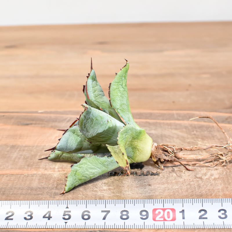 アガベ hybrid イシスメンシス×マンガベブラッドスポット /雷帝X血雨