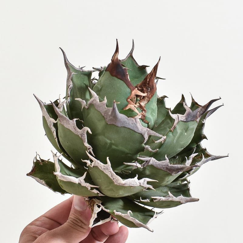 アガベ チタノタ 