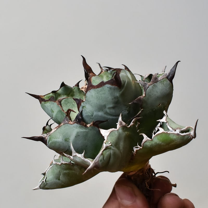 アガベ チタノタ ブラックアンドブルー 