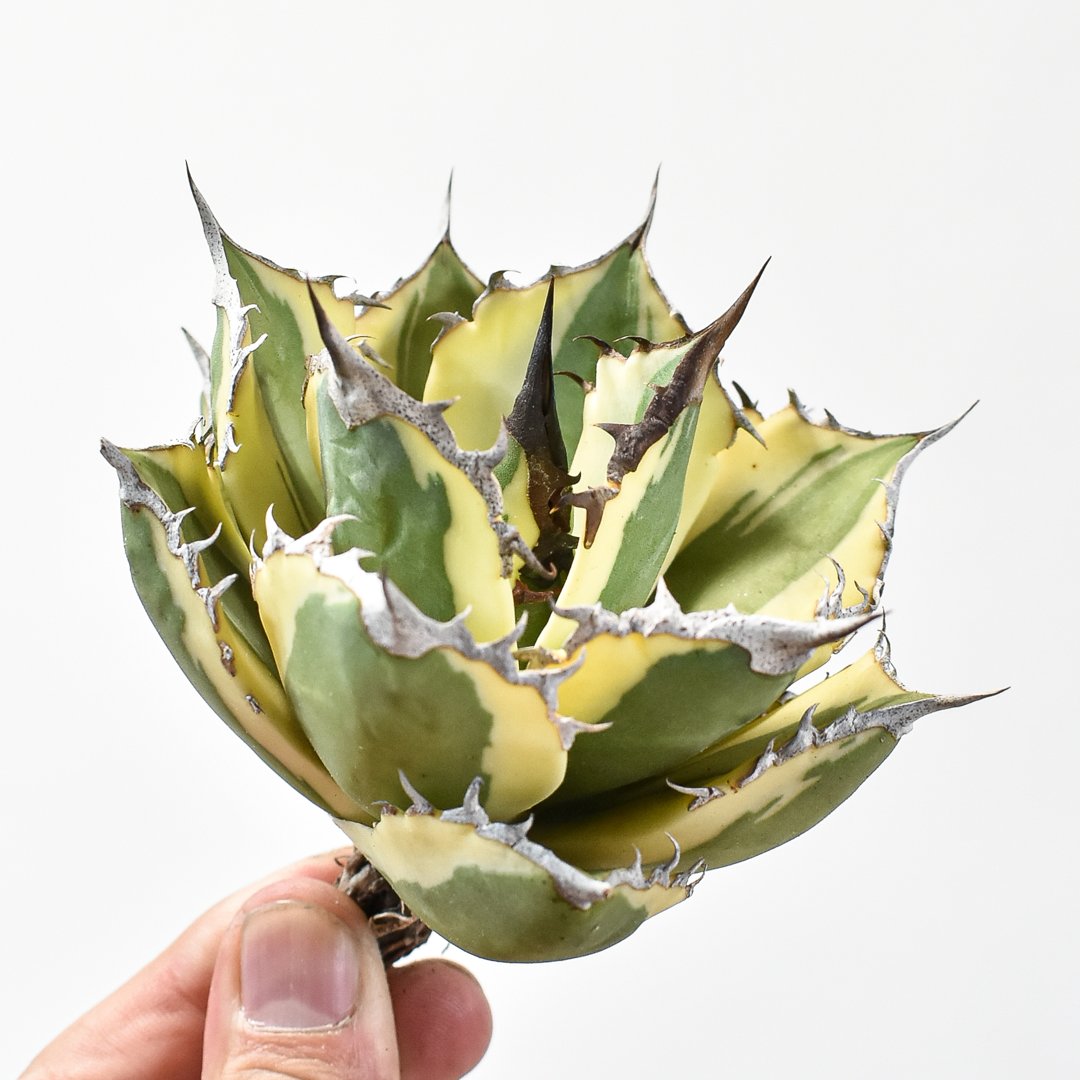 アガベ チタノタ スナグルトゥース 暴牙 中株 アガベ チタノタ スナグルトゥース 