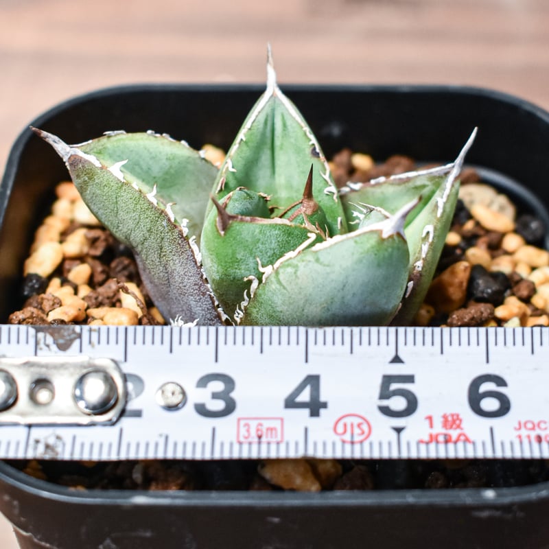 アガベ　チタノタ　ハデス　子株付き アガベ・チタノタ「ハデス」の子株購入と成長記録 | アガベの