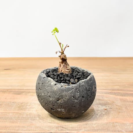 CATEGORY ペラルゴニウム | RAFLUM / ラフラム｜東京、大阪の塊根植物