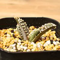 ドルステニア ギガス【発根済み】GS2400294(T) | RAFLUM / ラフラム｜東