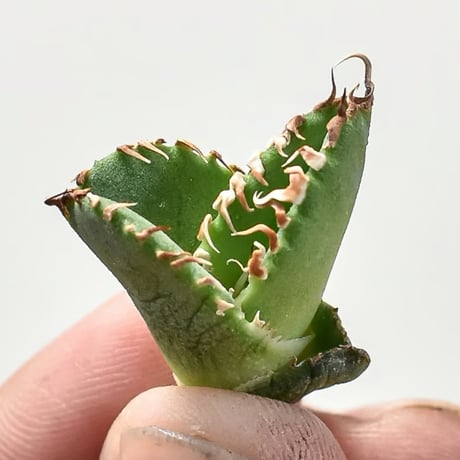 アガベ ホオジロザメ 大白鯊 (Agave titanota 大白鯊 アガベ アガベ ホオジロザメ 大白鯊 (Agave titanota 大白鯊 アガベ