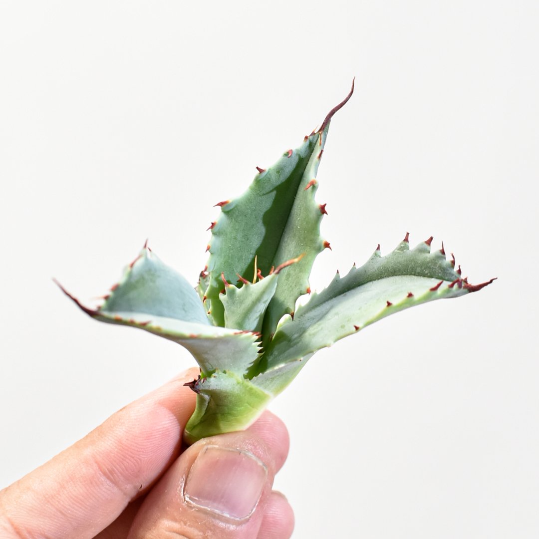 アガベ　イシスメンシス×パラサナ　ハイブリッド　イシパラ　フロスティクリスタル アガベ フロスティクリスタル イシパラ 連棘 蟹爪②