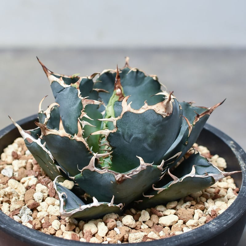 ◆アガベ！白鯨！NO.7◆ アガベ チタノタ 白鯨 (発根済み) RF22862 | RAFLUM / ラフラム