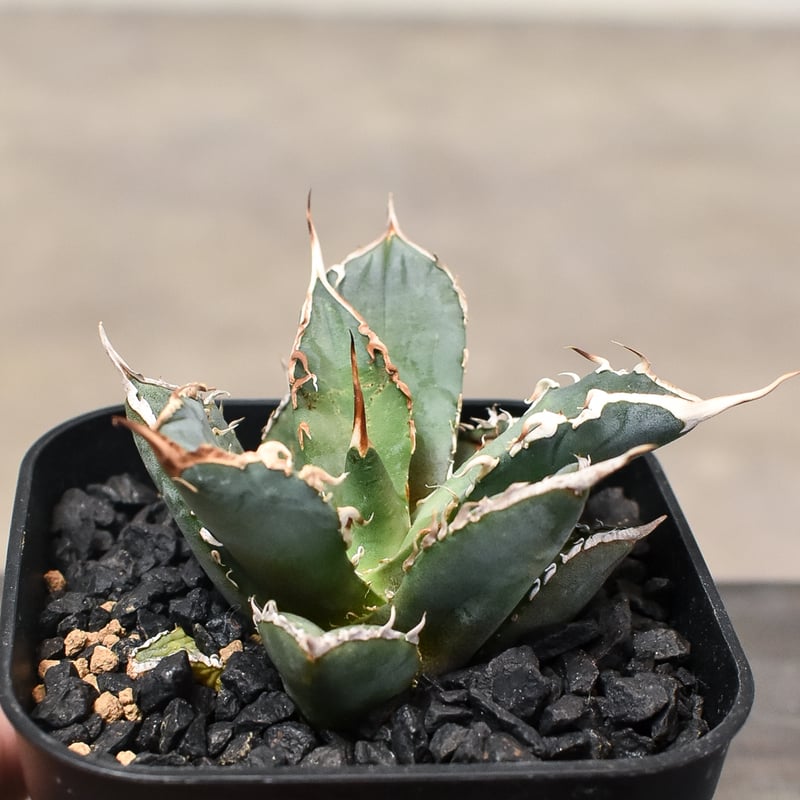 アガベ チタノタ sharkshoui シャークソウイDennis020 千鳥影 Yahoo!オークション - アガベ チタノタ シャークソウイ仔株/千鳥