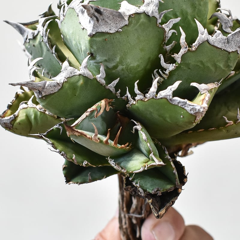 アガベ　スーパーチタノタ　子株　①売切れor②販売中 アガベ スーパーチタノタ 子株1つ