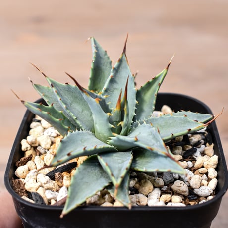 CATEGORY アガベ | RAFLUM / ラフラム｜東京、大阪の塊根植物