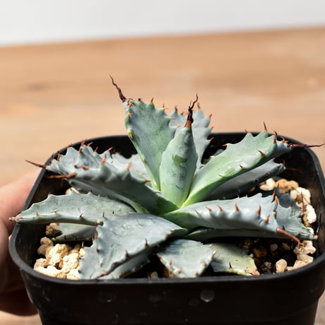 アガベ ハイブリット 日系イシスメンシス×象牙妖炎（陽炎エボリ）【台湾botanical_seeker産】RF25011398
