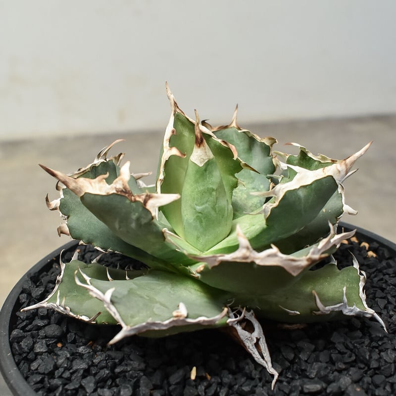 アガベ チタノタ クラブ 