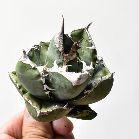 アガベsad | STORES