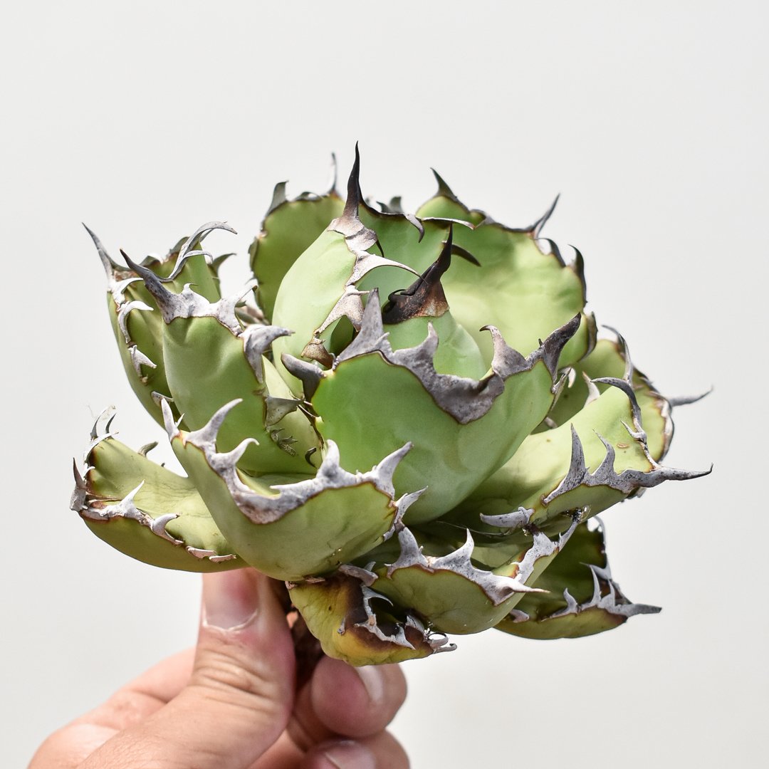 アガベ チタノタ 